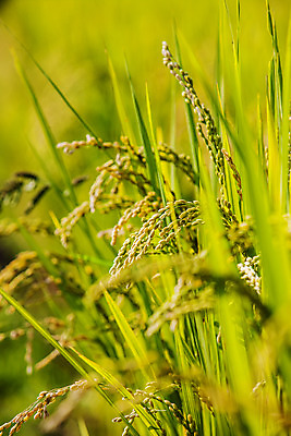 포토 JPG 주간 밭 논 사람없음 야외 아웃포커스 벼 소프트포커스 전라남도 담양 국내포토 자연요소 농업 곡류 촬영기법 전라도 파일형식