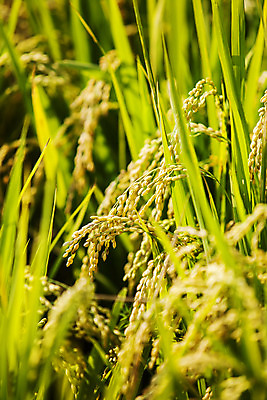 포토 JPG 주간 밭 논 사람없음 야외 아웃포커스 벼 소프트포커스 전라남도 담양 국내포토 자연요소 농업 곡류 촬영기법 전라도 파일형식