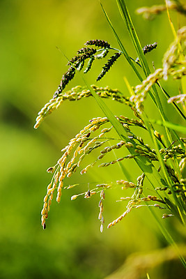 포토 JPG 주간 밭 논 사람없음 야외 아웃포커스 벼 소프트포커스 전라남도 담양 국내포토 자연요소 농업 곡류 촬영기법 전라도 파일형식