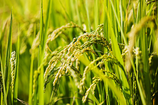 포토 JPG 주간 밭 논 사람없음 야외 아웃포커스 벼 소프트포커스 전라남도 담양 국내포토 자연요소 농업 곡류 촬영기법 전라도 파일형식