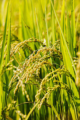 포토 JPG 주간 밭 논 사람없음 야외 아웃포커스 벼 전라남도 담양 국내포토 자연요소 농업 곡류 촬영기법 전라도 파일형식