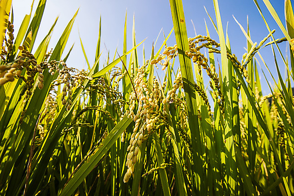 포토 JPG 주간 로우앵글 밭 논 사람없음 야외 벼 전라남도 담양 국내포토 자연요소 뷰포인트 농업 곡류 전라도 파일형식