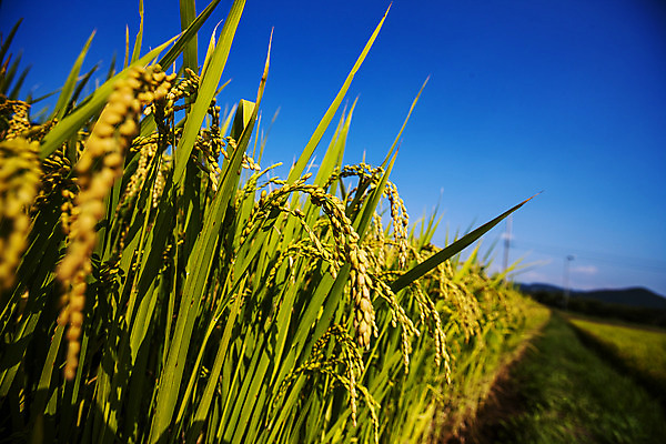 포토 JPG 주간 밭 하늘 논 사람없음 야외 아웃포커스 벼 전라남도 담양 국내포토 자연요소 농업 곡류 촬영기법 전라도 파일형식