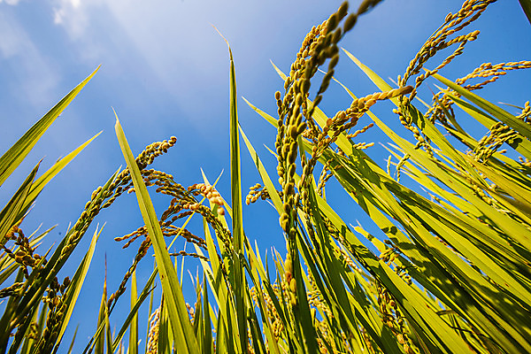 포토 JPG 주간 로우앵글 밭 하늘 논 사람없음 야외 벼 전라남도 담양 국내포토 자연요소 뷰포인트 농업 곡류 전라도 파일형식