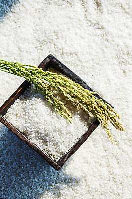 포토 JPG 사람없음 벼 쌀 전라남도 되 담양 국내포토 곡류 전라도 파일형식