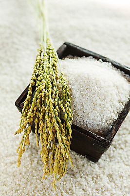 포토 JPG 사람없음 벼 쌀 전라남도 되 담양 국내포토 곡류 전라도 파일형식