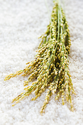 포토 JPG 사람없음 벼 쌀 전라남도 담양 국내포토 곡류 전라도 파일형식