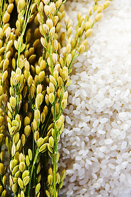 포토 JPG 사람없음 벼 쌀 전라남도 담양 국내포토 곡류 전라도 파일형식