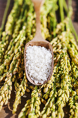 포토 JPG 사람없음 아웃포커스 숟가락 벼 쌀 전라남도 담양 국내포토 곡류 촬영기법 수저 전라도 파일형식