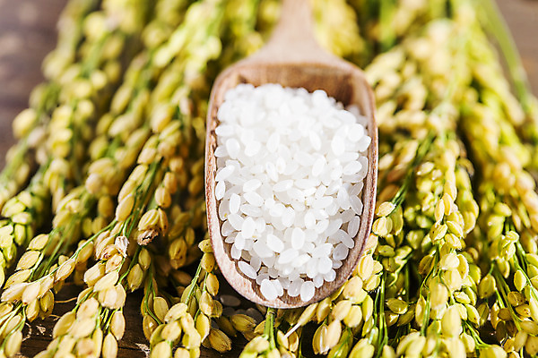 포토 JPG 사람없음 아웃포커스 숟가락 벼 쌀 전라남도 담양 국내포토 곡류 촬영기법 수저 전라도 파일형식