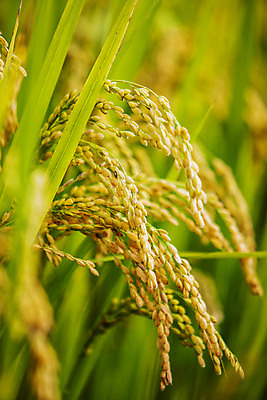 포토 JPG 주간 밭 논 사람없음 야외 아웃포커스 벼 소프트포커스 전라남도 담양 국내포토 자연요소 농업 곡류 촬영기법 전라도 파일형식