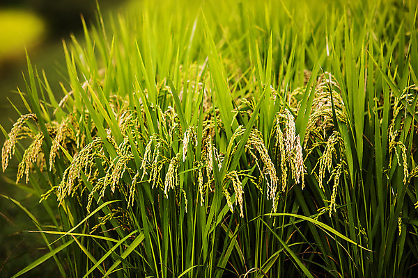포토 JPG 주간 밭 논 사람없음 야외 아웃포커스 벼 전라남도 담양 국내포토 자연요소 농업 곡류 촬영기법 전라도 파일형식