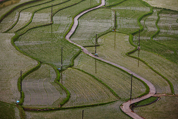 포토 JPG 주간 밭 논 사람없음 야외 하이앵글 벼 전라남도 여수 모내기 다랑논 국내포토 자연요소 뷰포인트 농업 곡류 전라도 파일형식