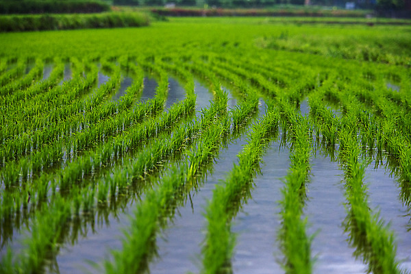 포토 JPG 주간 밭 논 사람없음 야외 전라남도 여수 모내기 국내포토 자연요소 농업 전라도 파일형식