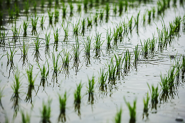 포토 JPG 주간 밭 논 사람없음 야외 전라남도 여수 모내기 국내포토 자연요소 농업 전라도 파일형식