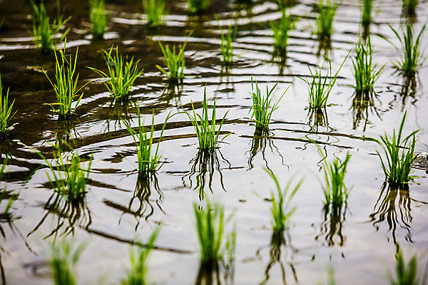 포토 JPG 주간 밭 논 사람없음 야외 전라남도 여수 모내기 국내포토 자연요소 농업 전라도 파일형식