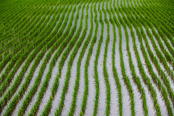 포토 JPG 주간 밭 논 사람없음 야외 벼 전라남도 여수 모내기 국내포토 자연요소 농업 곡류 전라도 파일형식