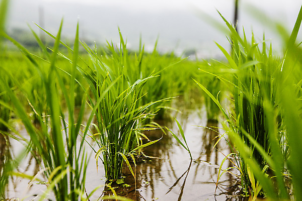 포토 JPG 주간 밭 논 사람없음 야외 아웃포커스 벼 전라남도 여수 모내기 국내포토 자연요소 농업 곡류 촬영기법 전라도 파일형식
