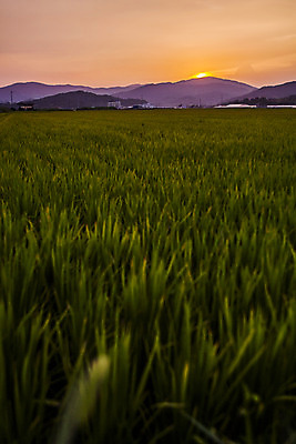 포토 JPG 구름 밭 산 풍경 사람없음 아웃포커스 노을 벼 전라남도 순천 국내포토 자연요소 농업 곡류 촬영기법 전라도 파일형식
