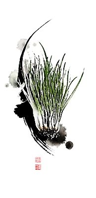 PSD 채소 일러스트 캘리그라피 붓터치 사람없음 농작물 동양화 번짐 낙관 쪽파 국내일러스트 농업 미술 파 파일형식 효과