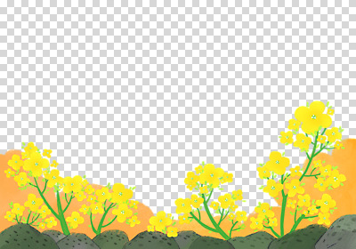 편집 편집이미지 누끼 사람없음 제주도 봄 유채 PNG 꽃놀이 꽃축제 현무암 편집소스 봄축제 계절 꽃 한국 축제 화산암 파일형식