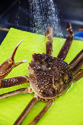 포토 JPG 한마리 식재료 도마 서울 실내 사람없음 아웃포커스 손질 대게 수돗물 국내포토 1 주방용품 한국 촬영기법 내부 물 게 파일형식