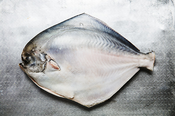 포토 JPG 한마리 회색배경 실내 사람없음 전라남도 목포 병어 국내포토 1 백그라운드 내부 회색 전라도 파일형식