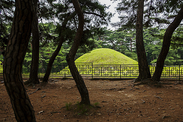 포토 JPG 주간 풍경 사람없음 야외 울타리 문화재 경주 소나무 경상북도 영릉 파주삼릉 국내포토 자연요소 나무 담장 세계문화유산 경상도 왕릉 파주 파일형식