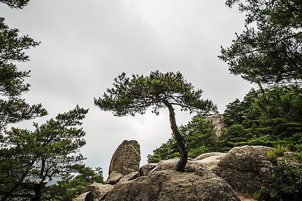 포토 JPG 주간 하늘 풍경 사람없음 야외 바위 경주 소나무 경상북도 흐림 국내포토 자연요소 나무 날씨 돌_바위 경상도 파일형식