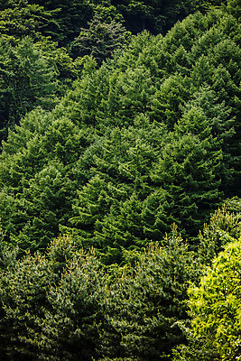 포토 JPG 주간 나무 풍경 사람없음 야외 숲 경상북도 김천 국내포토 자연요소 식물 경상도 파일형식