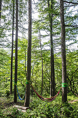 포토 JPG 주간 나무 풍경 사람없음 야외 숲 경상북도 해먹 김천 국내포토 자연요소 식물 침대 경상도 파일형식