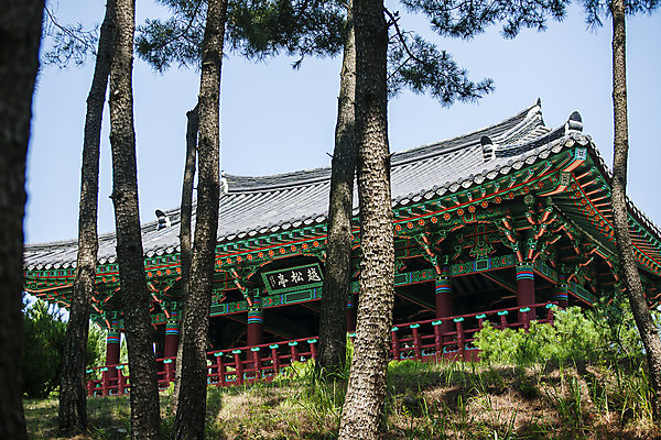 포토 JPG 주간 풍경 사람없음 야외 소나무 경상북도 정자 울진 국내포토 자연요소 나무 건축물 경상도 파일형식