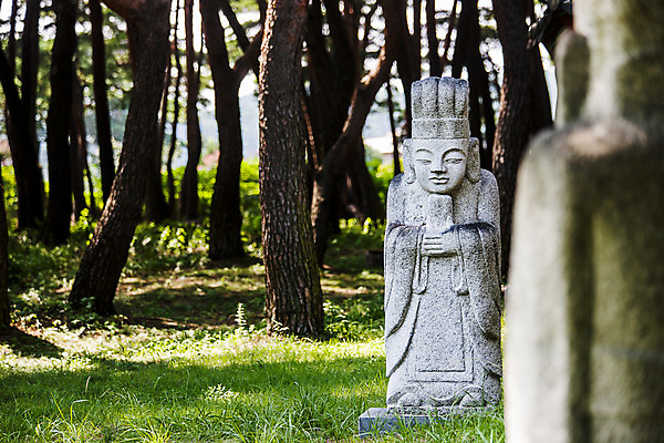 포토 JPG 주간 풍경 사람없음 야외 소나무 경상북도 석상 소나무숲 울진 국내포토 자연요소 나무 숲 경상도 파일형식