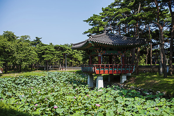 포토 JPG 주간 연꽃 풍경 사람없음 야외 연못 소나무 경상북도 정자 울진 국내포토 자연요소 나무 건축물 꽃 경상도 파일형식