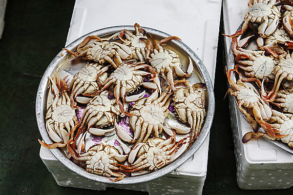 포토 JPG 쟁반 사람없음 꽃게 경상북도 수산시장 영덕 스티로폼박스 국내포토 상자 게 시장 경상도 파일형식