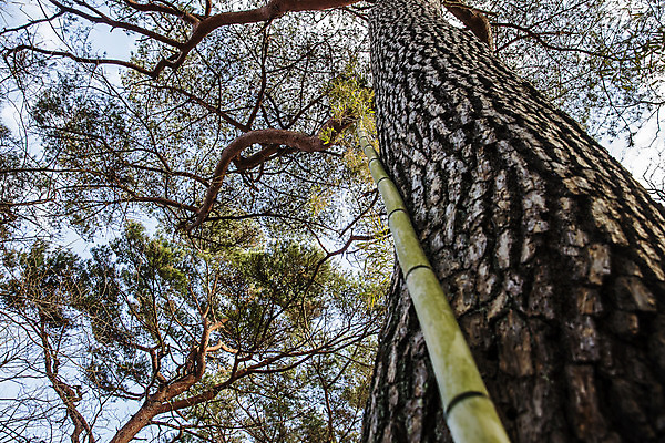 포토 JPG 주간 로우앵글 풍경 사람없음 야외 소나무 숲 경상북도 대나무 국내포토 양산시 자연요소 나무 뷰포인트 경상도 경상남도 파일형식