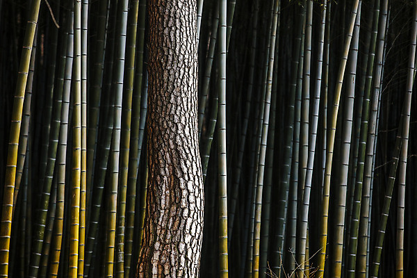 포토 JPG 주간 풍경 사람없음 야외 소나무 숲 경상북도 대나무 국내포토 양산시 자연요소 나무 경상도 경상남도 파일형식