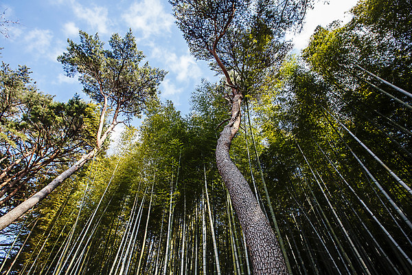 포토 JPG 주간 구름 로우앵글 하늘 풍경 사람없음 야외 소나무 숲 경상북도 대나무 국내포토 양산시 자연요소 나무 뷰포인트 경상도 경상남도 파일형식