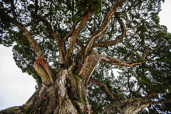 포토 JPG 주간 로우앵글 풍경 사람없음 야외 소나무 경상북도 영천 국내포토 자연요소 나무 뷰포인트 경상도 파일형식