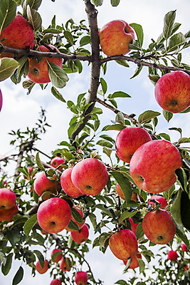 포토 JPG 주간 나뭇잎 풍경 사람없음 야외 나뭇가지 경상북도 특산물 사과나무 청송 얼음골사과 국내포토 자연요소 나무 잎 사과 경상도 파일형식