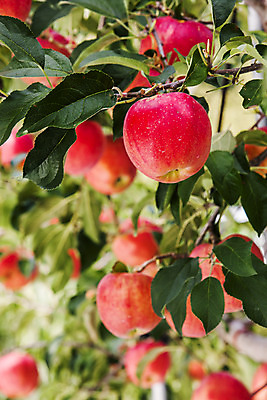 포토 JPG 주간 나뭇잎 풍경 사람없음 야외 아웃포커스 경상북도 특산물 사과나무 청송 얼음골사과 국내포토 자연요소 나무 잎 촬영기법 사과 경상도 파일형식