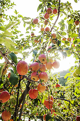 포토 JPG 주간 나뭇잎 풍경 사람없음 야외 나뭇가지 경상북도 특산물 사과나무 청송 얼음골사과 국내포토 자연요소 나무 잎 사과 경상도 파일형식