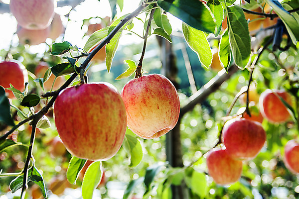 포토 JPG 주간 나뭇잎 풍경 사람없음 야외 아웃포커스 나뭇가지 경상북도 특산물 사과나무 청송 얼음골사과 국내포토 자연요소 나무 잎 촬영기법 사과 경상도 파일형식