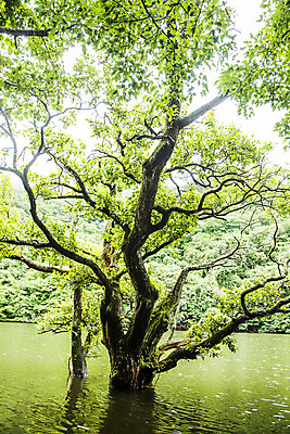 포토 JPG 주간 풍경 사람없음 야외 경상북도 고목나무 주산지 청송 국내포토 자연요소 나무 호수 경상도 파일형식