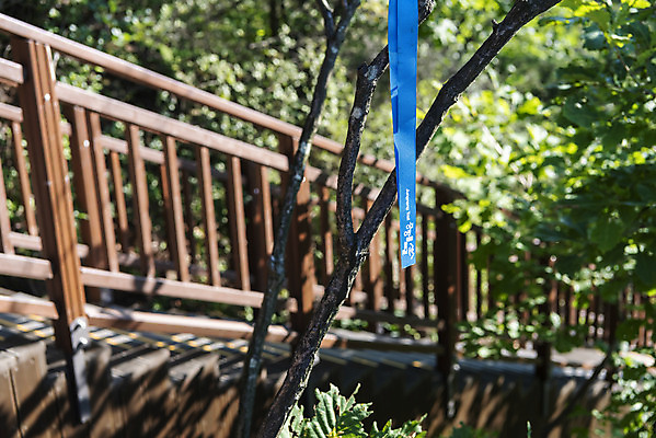 포토 JPG 주간 산 풍경 사람없음 야외 아웃포커스 나뭇가지 나무계단 표식 둘레길 국내포토 자연요소 나무 길 촬영기법 계단 파일형식