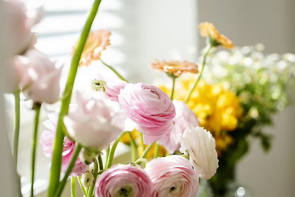 포토 JPG 꽃 실내 사람없음 아웃포커스 소프트포커스 창가 라넌큘러스 국내포토 식물 창문 촬영기법 내부 파일형식