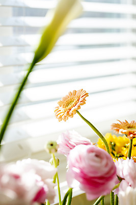 포토 JPG 꽃 실내 사람없음 아웃포커스 블라인드 소프트포커스 창가 거베라 국내포토 식물 창문 촬영기법 내부 커튼 파일형식