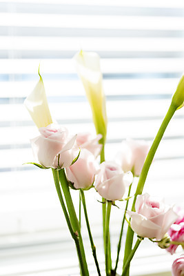 포토 JPG 꽃 실내 사람없음 장미 창가 카라 국내포토 식물 창문 내부 파일형식