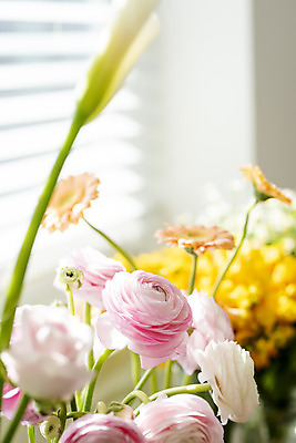 포토 JPG 꽃 실내 사람없음 아웃포커스 소프트포커스 창가 거베라 라넌큘러스 국내포토 식물 창문 촬영기법 내부 파일형식