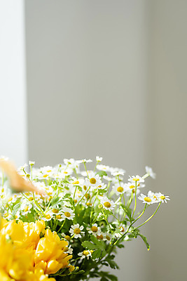 포토 JPG 꽃 실내 사람없음 창가 캐모마일 국내포토 식물 창문 내부 허브 파일형식